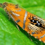 Gusjenice na ribizli: zašto, šta učiniti